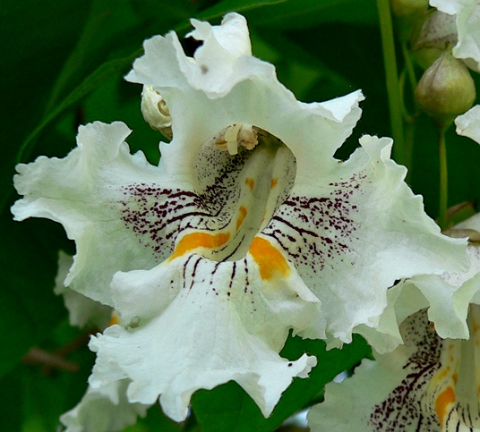 {Catalpa speciosa}